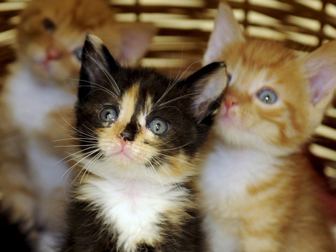 Drei Kätzchen in einem Korb
