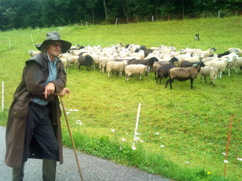 Schäfer Schafe Weide