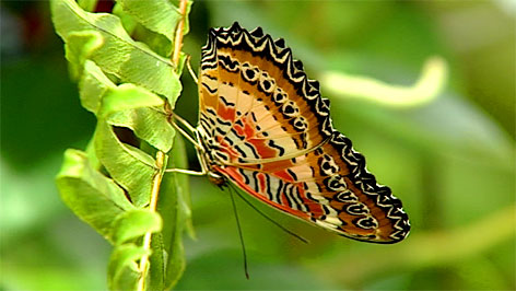 Wochenendvorschau - Perchten - Schmetterling