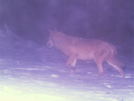 Wolf ging im Böhmerwald in Fotofalle