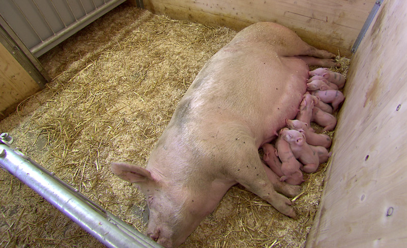 Neue Geburtenstation/Abferkelstall für Bioschweine