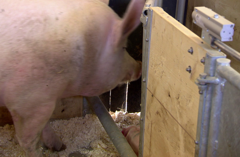 Neue Geburtenstation/Abferkelstall für Bioschweine