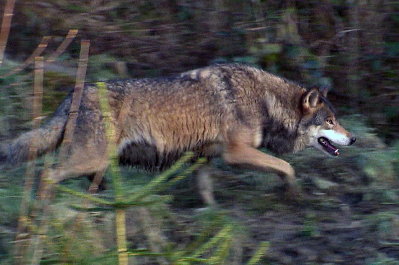 Wolf läuft durch Wald
