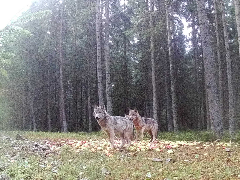 Wölfe im Waldviertel